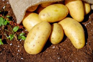 Kartoffeln sind gesund und gedeihen in Halle und dem Saalekreis hervorragend!